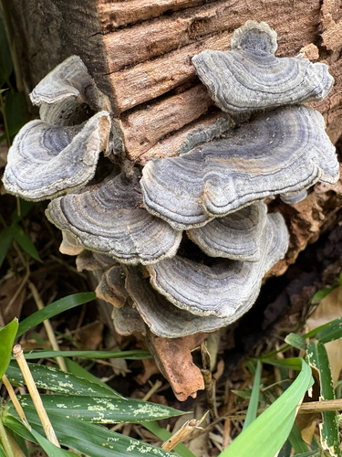 Trametes versicolor