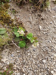 Geum cockaynei
