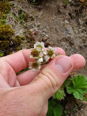 Geum cockaynei