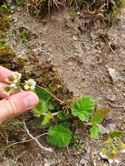 Geum cockaynei