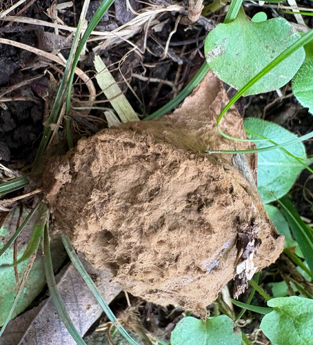 Calvatia craniiformis