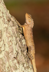 Calotes versicolor