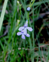 Lobelia anatina