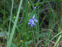 Lobelia anatina