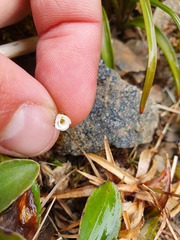 Geranium microphyllum