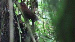 Clibanornis rubiginosus