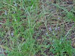 Lobelia anatina