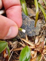 Geranium microphyllum