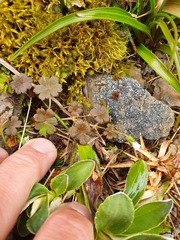 Geranium microphyllum