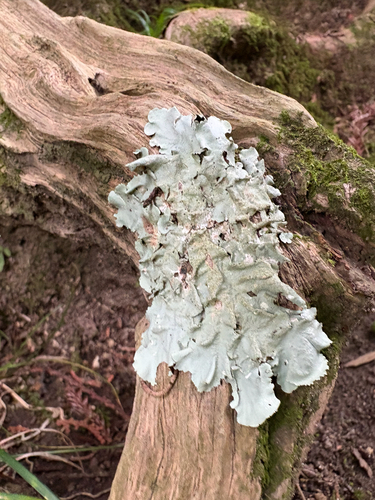 Parmotrema tinctorum