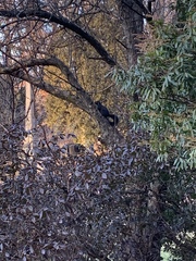 Sciurus carolinensis