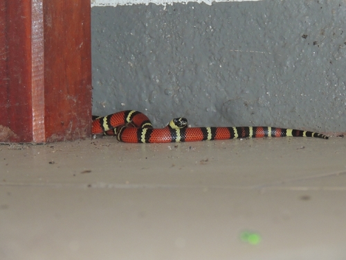 Central American Milksnake