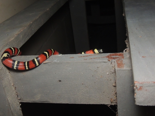 Central American Milksnake