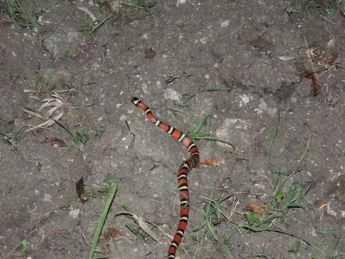 Central American Milksnake