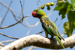 Great-Billed Parrot photo 1