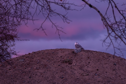 Snowy Owl photographed in Michigan