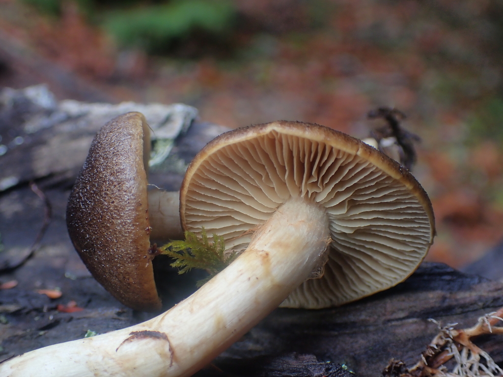 Cortinarius clandestinus · November 2025 · photo: © dgwdoesthings (iNaturalist, cc0)