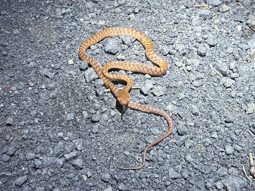 Brown Tree Snake sighting