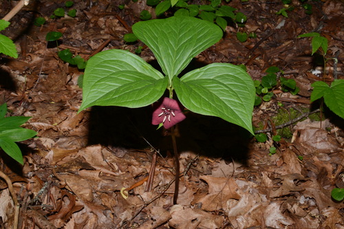 Vasey's trillium (Trillium vaseyi)
