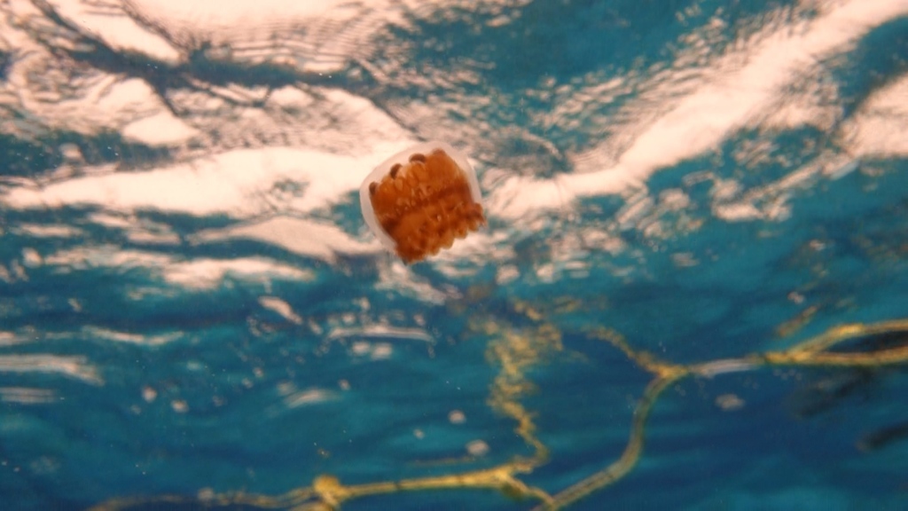 Thimble Jellyfish