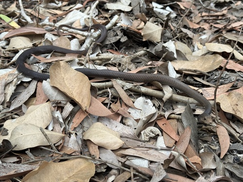 Greater Black Whipsnake sighting