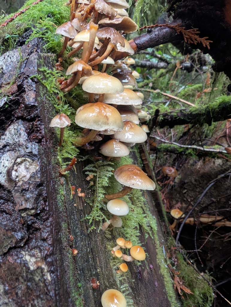 Hypholoma capnoides · November 2025 · photo: © simonele (iNaturalist, cc-by)