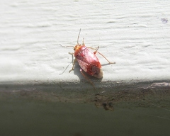 Agnocoris rubicundus