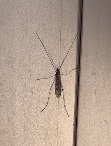 Unknown species found near University of Wisconsin, Madison, WI, US