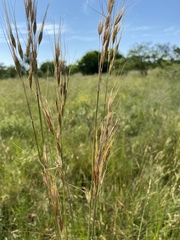 Tristachya biseriata