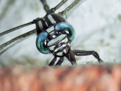 Phyllogomphoides pacificus