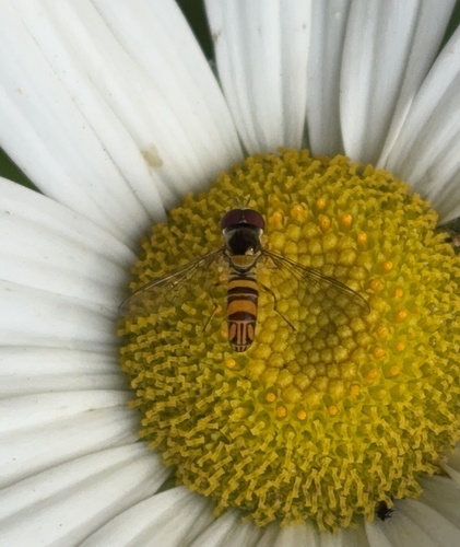 Unknown species found near Walnut St, Madison, WI, US