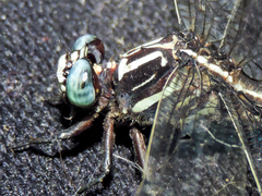 Phyllogomphoides pacificus