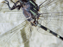 Phyllogomphoides pacificus