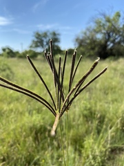 Eustachys paspaloides