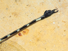 Phyllogomphoides pacificus