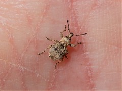 Brachyolus punctatus