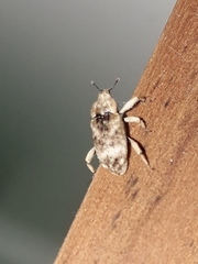Mitrastethus baridioides