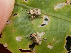 Brachyolus punctatus