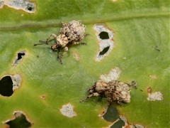 Brachyolus punctatus