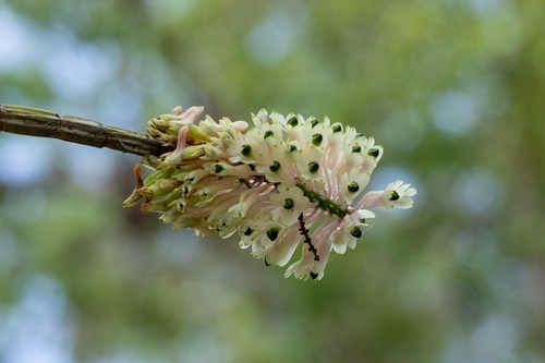 Bottlebrush orchid (Dendrobium smillieae)