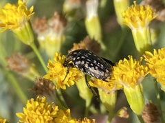 Oxythyrea testaceoguttata