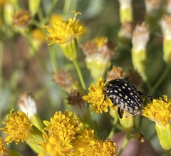 Oxythyrea testaceoguttata
