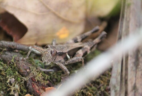 Oak Spur-throat Grasshopper photo 4