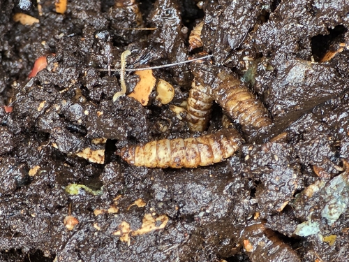 Unknown species found near E Main St - South of Gresham St, Ashland, OR 97520, USA