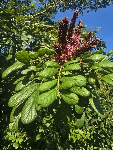 Lonchocarpus rugosus, photograph 1