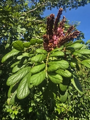 Lonchocarpus rugosus