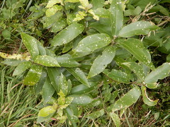 Brachyolus punctatus