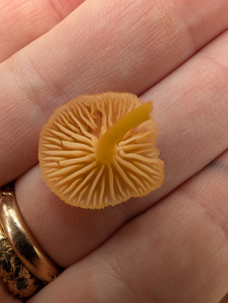 Chrysomphalina aurantiaca · November 2025 · photo: © simonele (iNaturalist, cc-by)