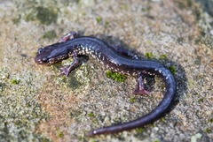 Plethodon wehrlei