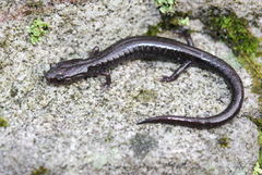 Plethodon nettingi